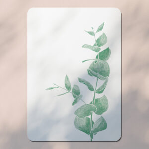 Eucalyptus - Carte Postale - Vert