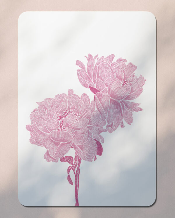 Pivoines - Carte Postale - Rose