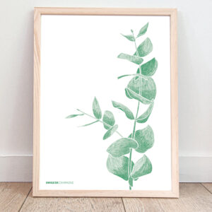 Affiche Eucalyptus