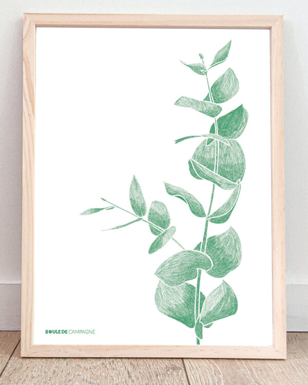 Affiche Eucalyptus